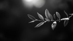 stockcake olive branch reflection 1763496723