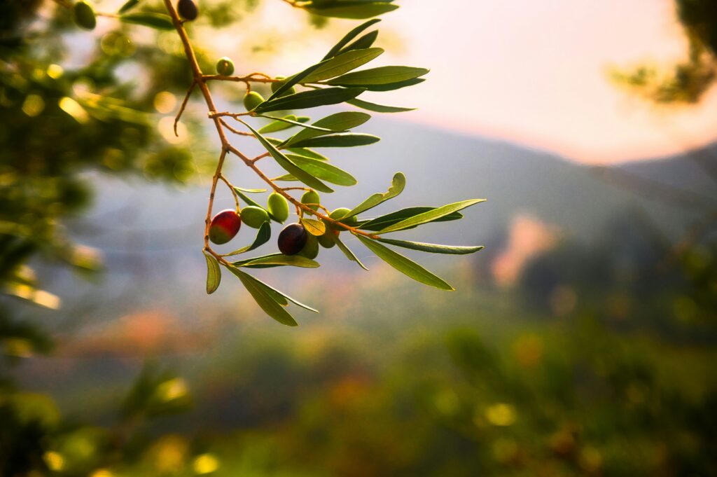 backlit olive branch